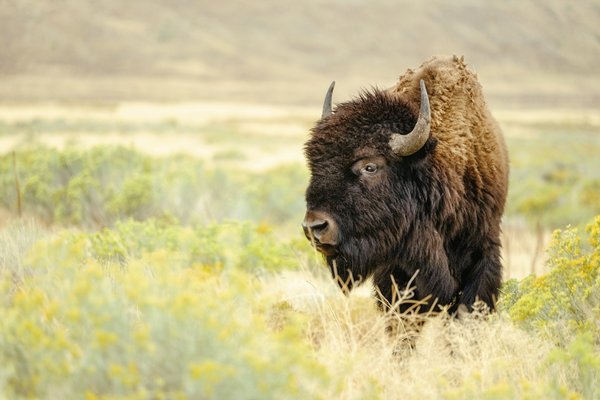 Fort McMurray Bison